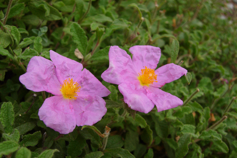 Da Creta: Cistus creticus